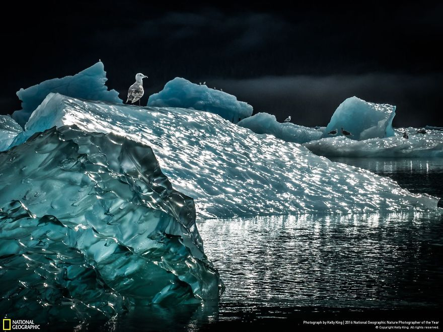 финалисты national geographic nature photographer of the year 2016