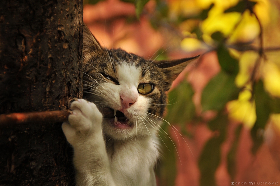 21 совет для съемки потрясающих фотографий кошек
