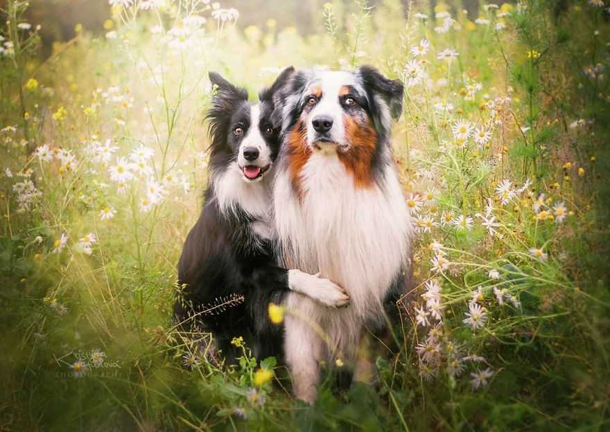 чудесные портреты собак кристины квапиловой