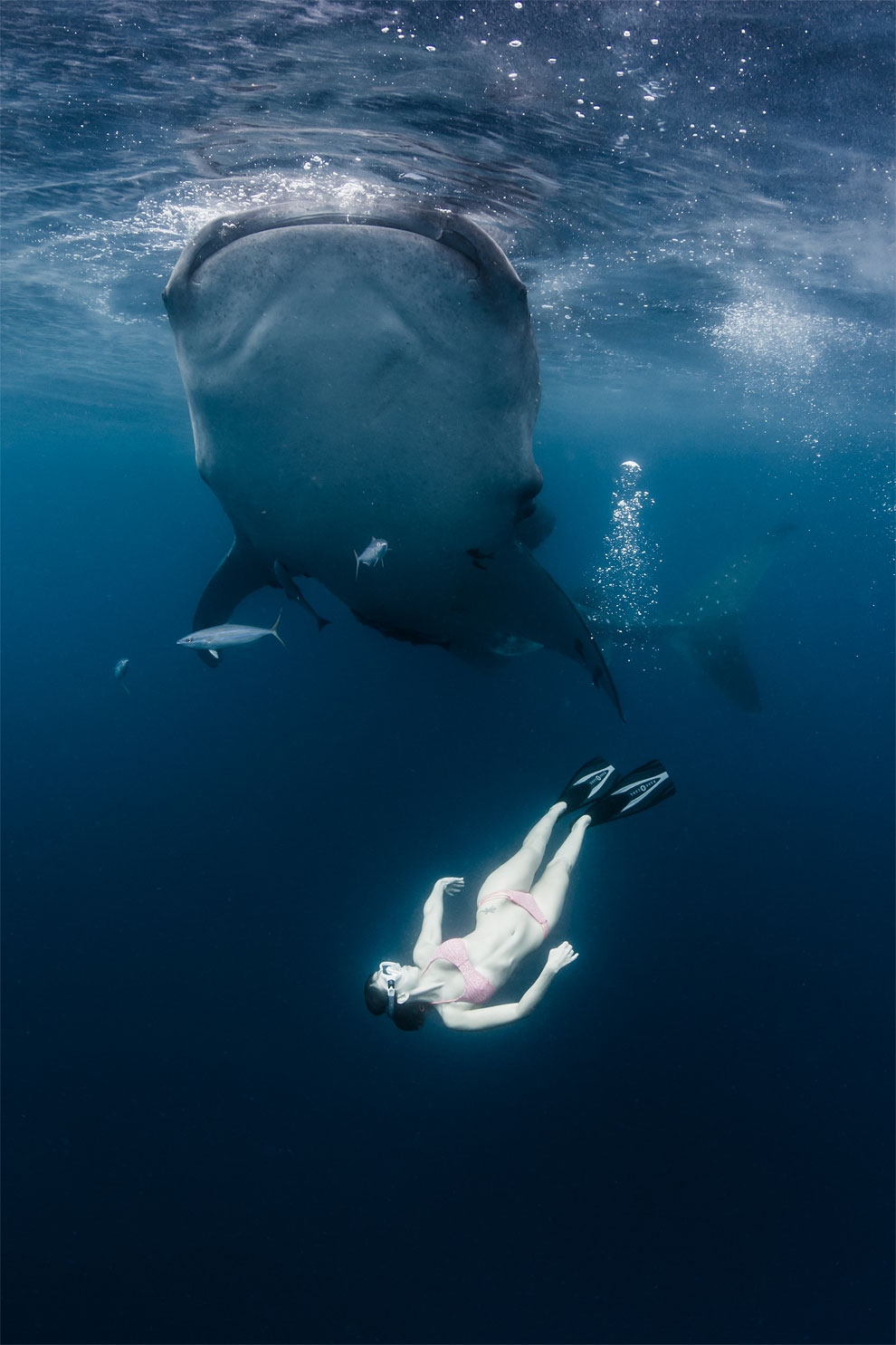 подводная фотография шона хайнрикса