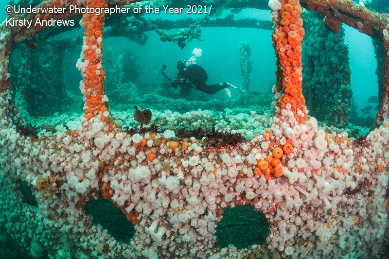 победители конкурса  underwater photographer of the year 2021
