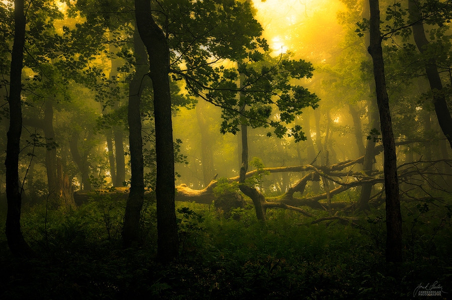 фотографии леса янека седлара