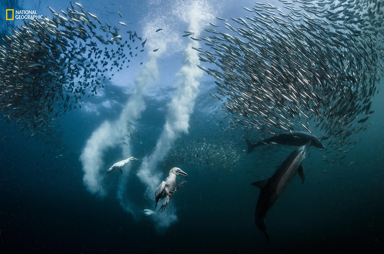 победители national geographic nature photographer of the year 2016