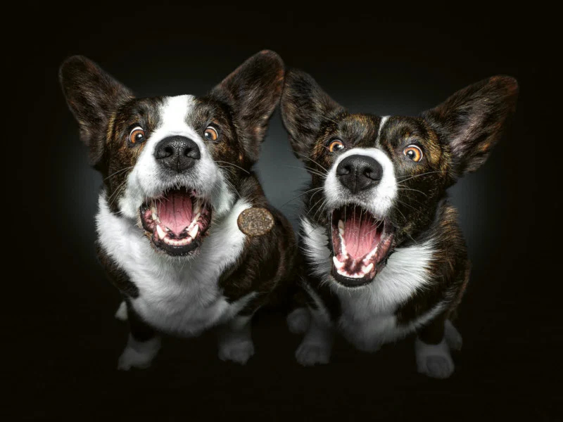 забавные портреты собак, ловящих угощение