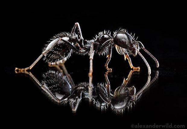 макросъемка муравья
