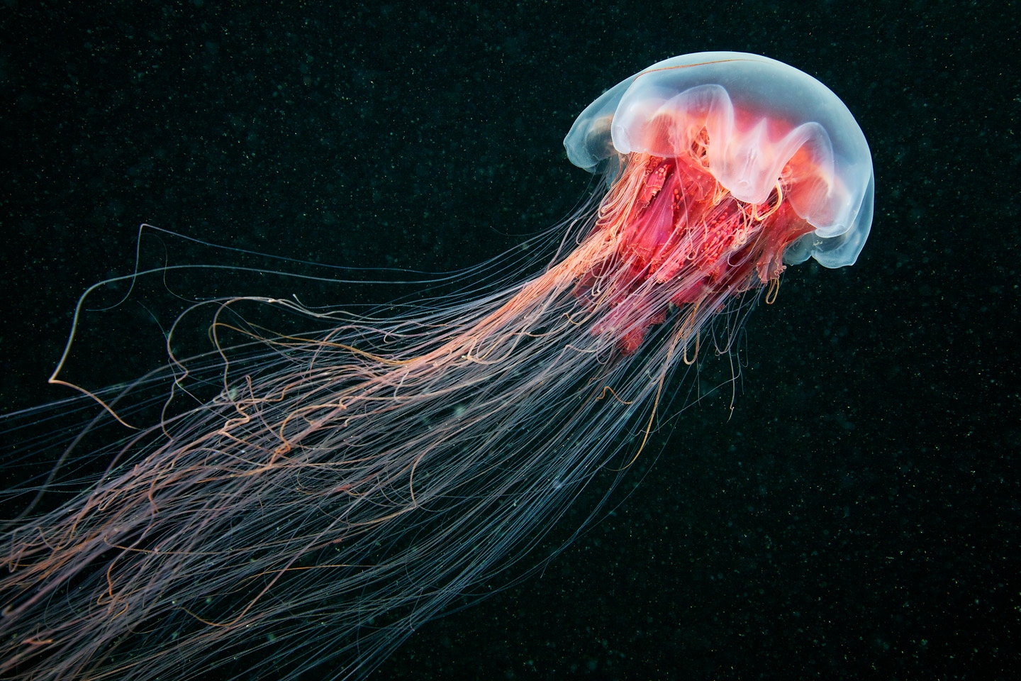 фотографии медуз александра семенова