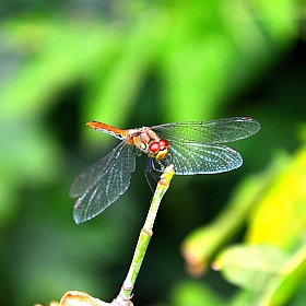 Dragonfly | Личный блог | Фотограф Евгений Робин