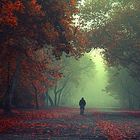 Осенний лес Илдико Неер | Фотограф Команда foto.by | foto.by фото.бай