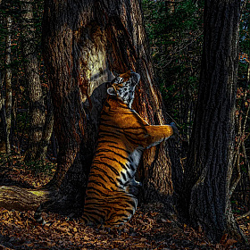 Победители конкурса Wildlife Photographer of the Year 2020 | Фотограф Команда foto.by | foto.by фото.бай