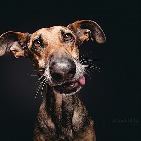 Секреты съемки портретов собак | Блог о фотографии | Фотограф Команда foto.by