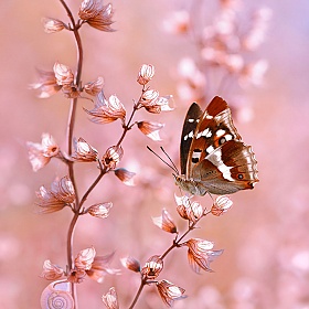Портреты бабочек Татьяны Крыловой | Блог о фотографии | Фотограф Команда foto.by