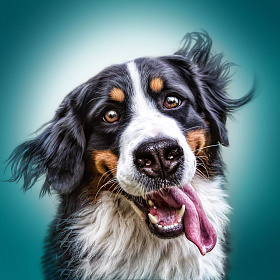 Забавные портреты собак Мануэлы Кульпа | Фотограф Команда foto.by | foto.by фото.бай