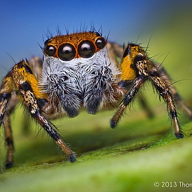 Макро фото пауков Томаса Шаана | Фотограф Команда foto.by | foto.by фото.бай