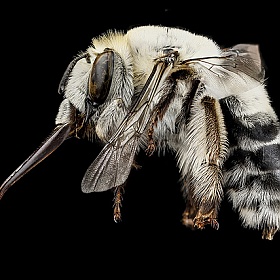 Макро фотографии пчел Сэма Дроэга | Фотограф Команда foto.by | foto.by фото.бай