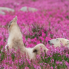 Лето белых медведей | Фотограф Команда foto.by | foto.by фото.бай