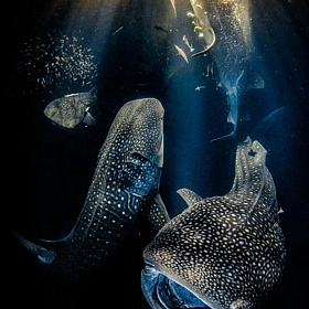 Победители конкурса Underwater Photographer of the Year 2022 | Блог о фотографии | Фотограф Команда foto.by