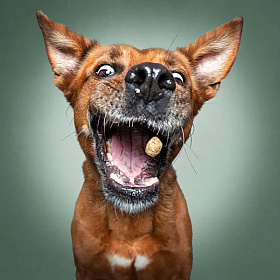 Забавные портреты собак, ловящих угощение | Блог о фотографии | Фотограф Команда foto.by