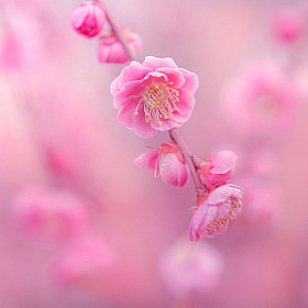 Нежные цветы Мияко Комурой | Блог о фотографии | Фотограф Команда foto.by