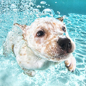 Собаки под водой Сета Кастила | Фотограф Команда foto.by | foto.by фото.бай