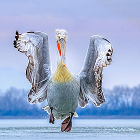 Лучшие фотографии птиц 2019 года | Блог о фотографии | Фотограф Команда foto.by
