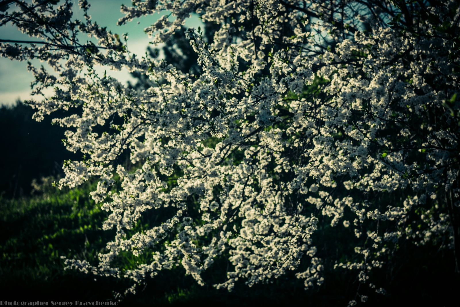 Фотография для критики "Весна - прекрасная пора!)" | Фотограф Сергей Кравченко | foto.by фото.бай