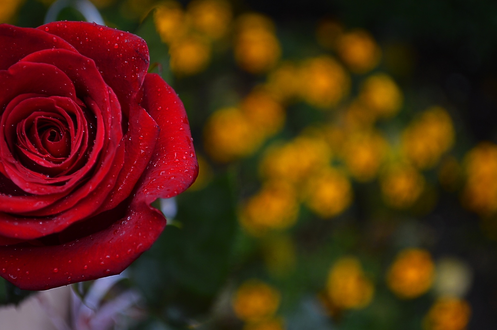 Фотография для критики "rose" | Фотограф Екатерина Коваленко | foto.by фото.бай