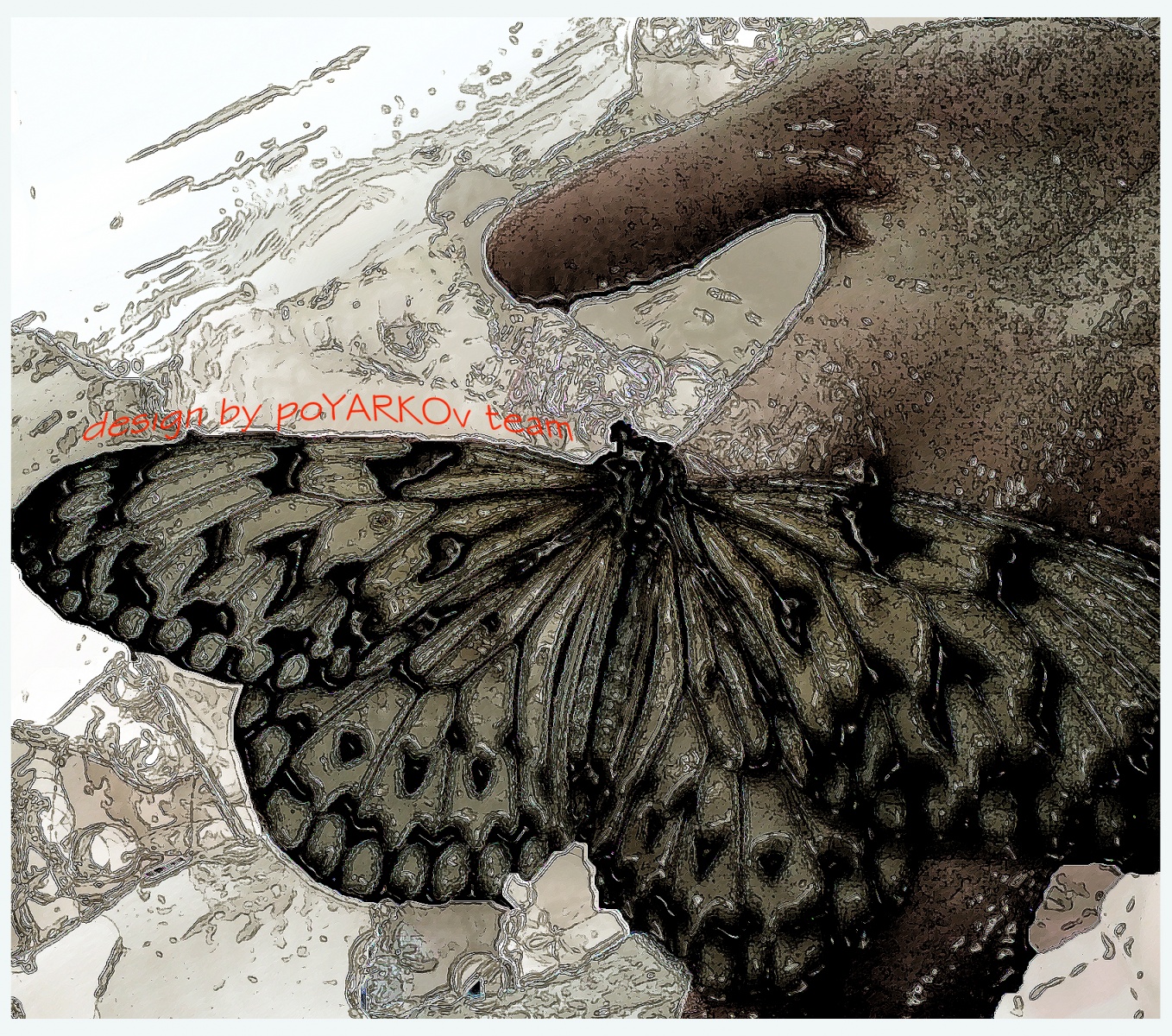 Фотография для критики "Бабочка" | Фотограф Денис Поярков | foto.by фото.бай