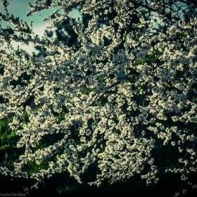 Фотография для критики "Весна - прекрасная пора!)" | Фотограф Сергей Кравченко | foto.by фото.бай