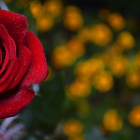 Фотография для критики "rose" | Фотограф Екатерина Коваленко | foto.by фото.бай