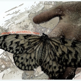 Фотография для критики "Бабочка" | Фотограф Денис Поярков | foto.by фото.бай