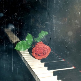 Фотография для критики "одинокая роза..." | Фотограф Юлия Зубкова | foto.by фото.бай