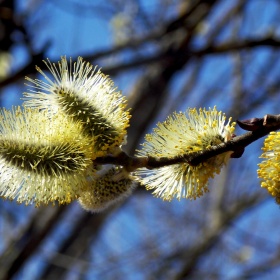 Фотография для критики "Весна пришла.." | Фотограф Olga F | foto.by фото.бай