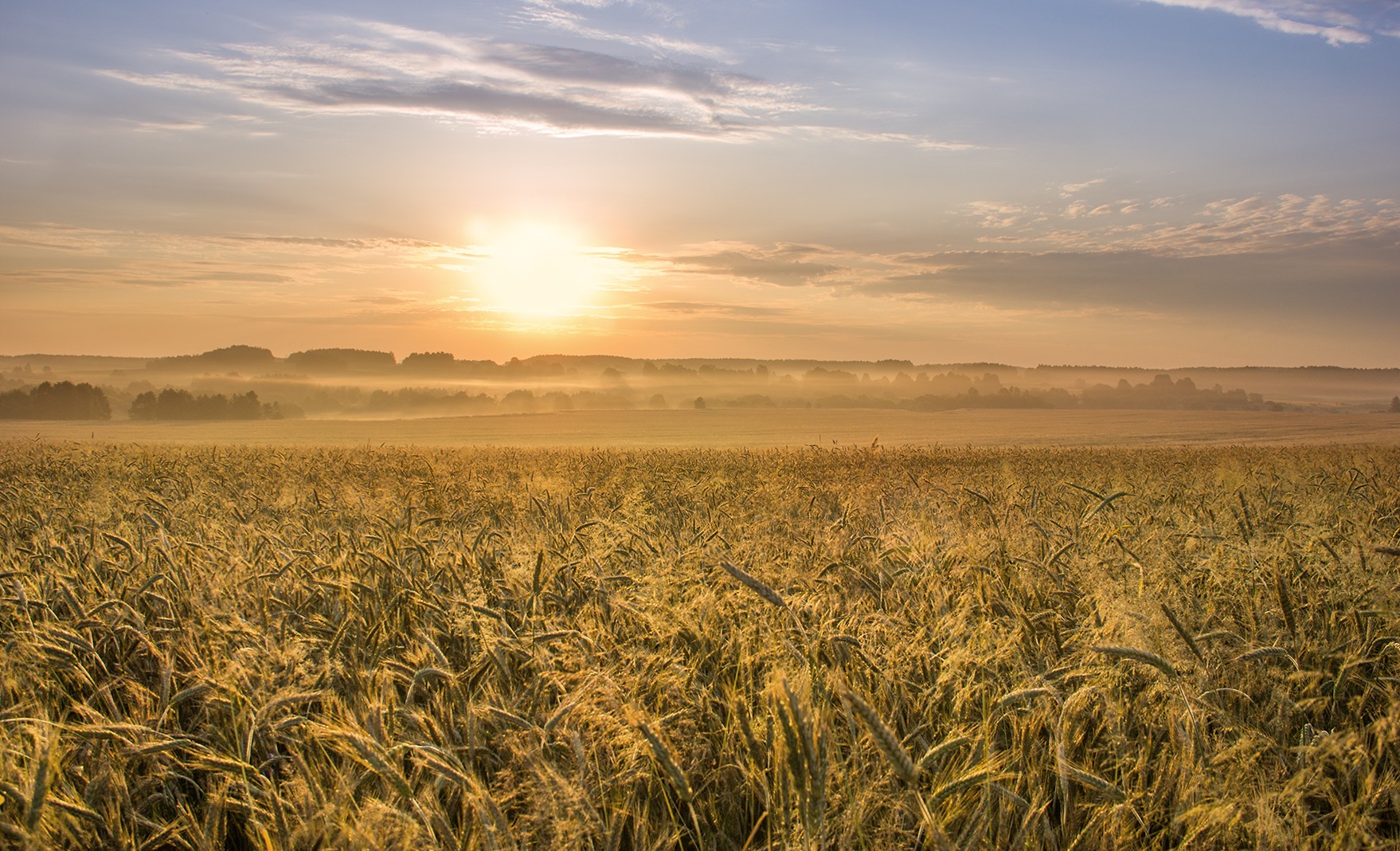 Белоруссия поля пшеницы