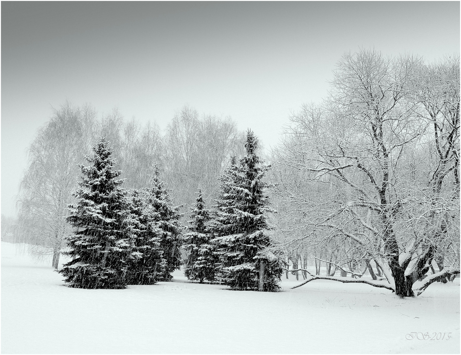 снег,снег, снег.... | Фотограф Игорь Сафонов | foto.by фото.бай