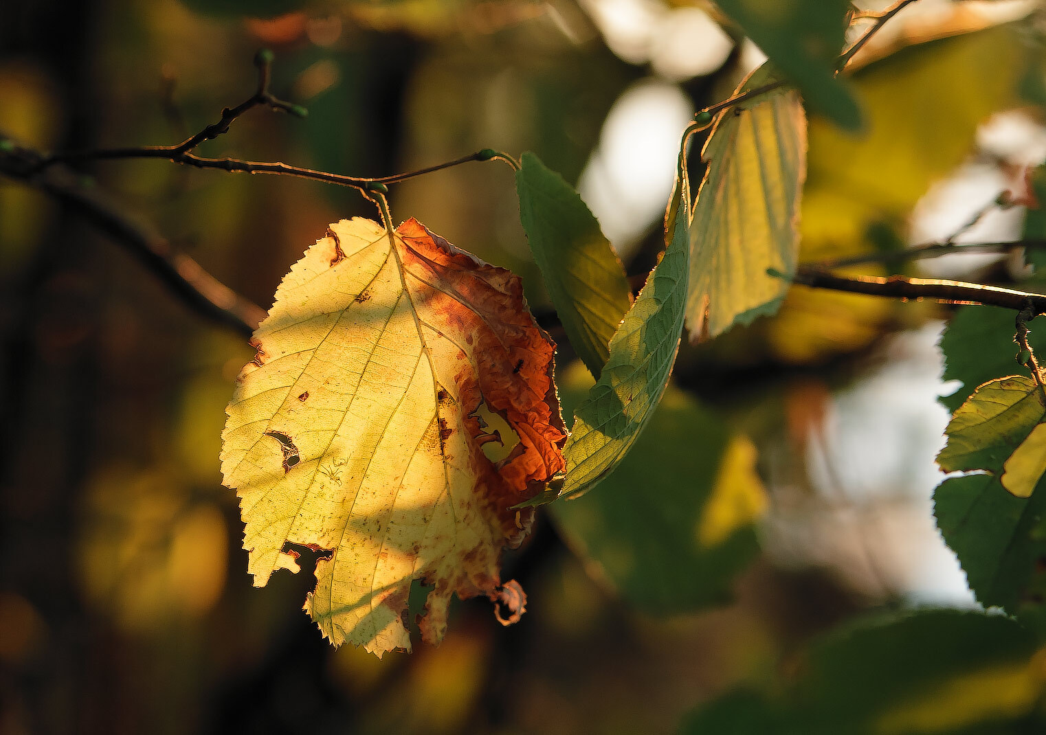 Автопортрет | Фотограф Владимир Ковалёв | foto.by фото.бай