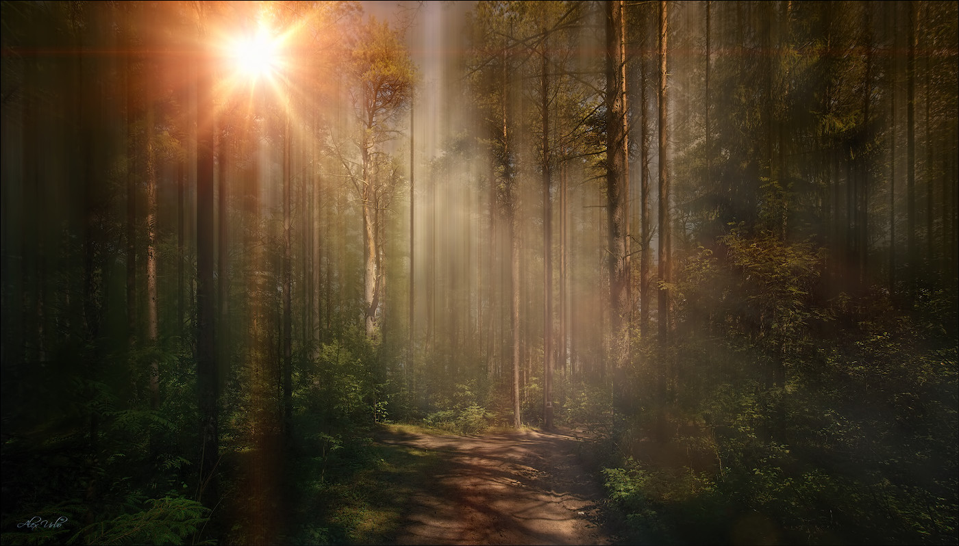 Заколдованный лес. | Фотограф Алексей Богорянов | foto.by фото.бай