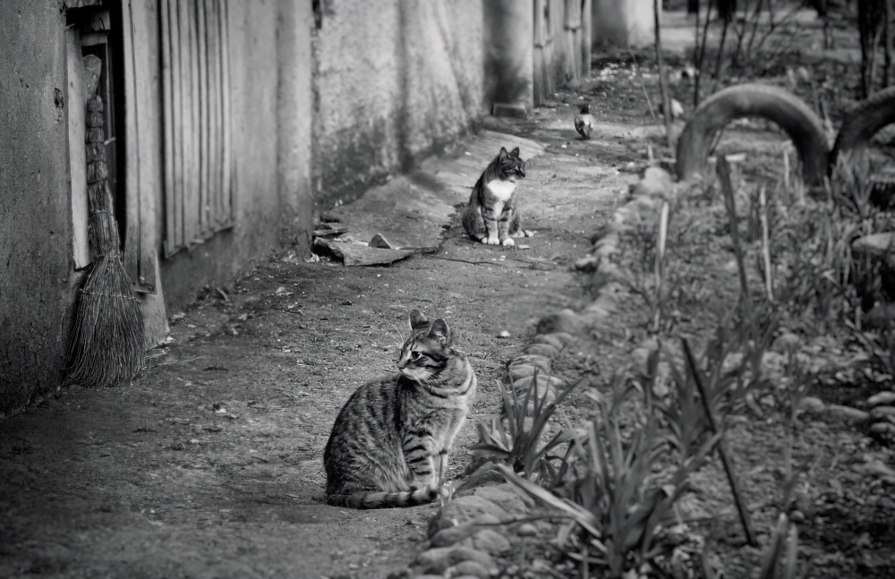 Серия "Кошки" | Фотограф Лариса Пашкевич | foto.by фото.бай