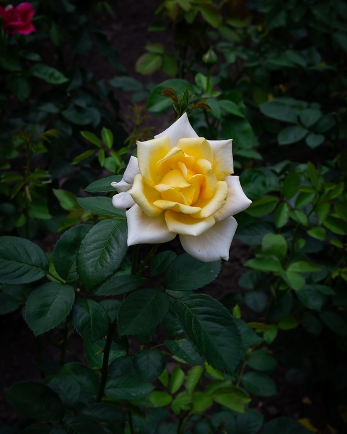 Роза | Фотограф Mishel Aslan | foto.by фото.бай