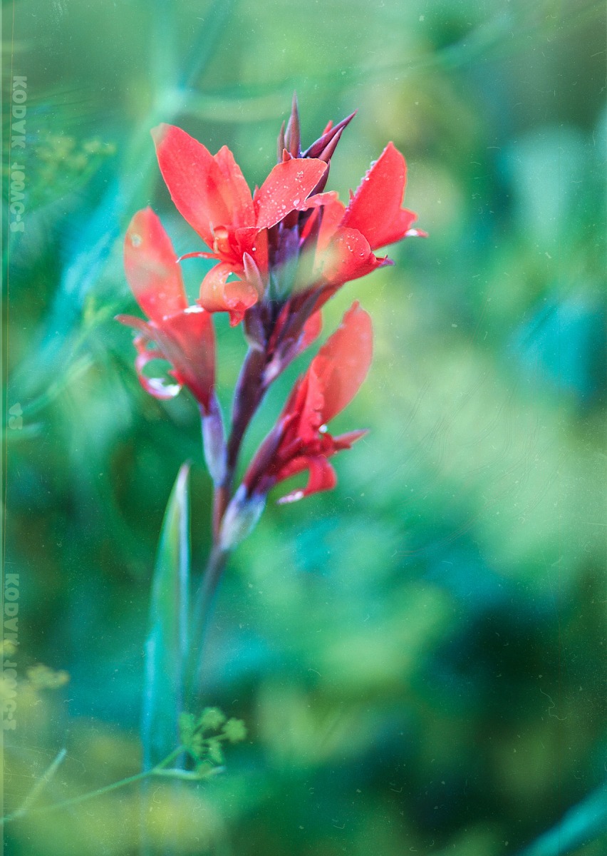 Flower | Фотограф Антон Ковалевский | foto.by фото.бай