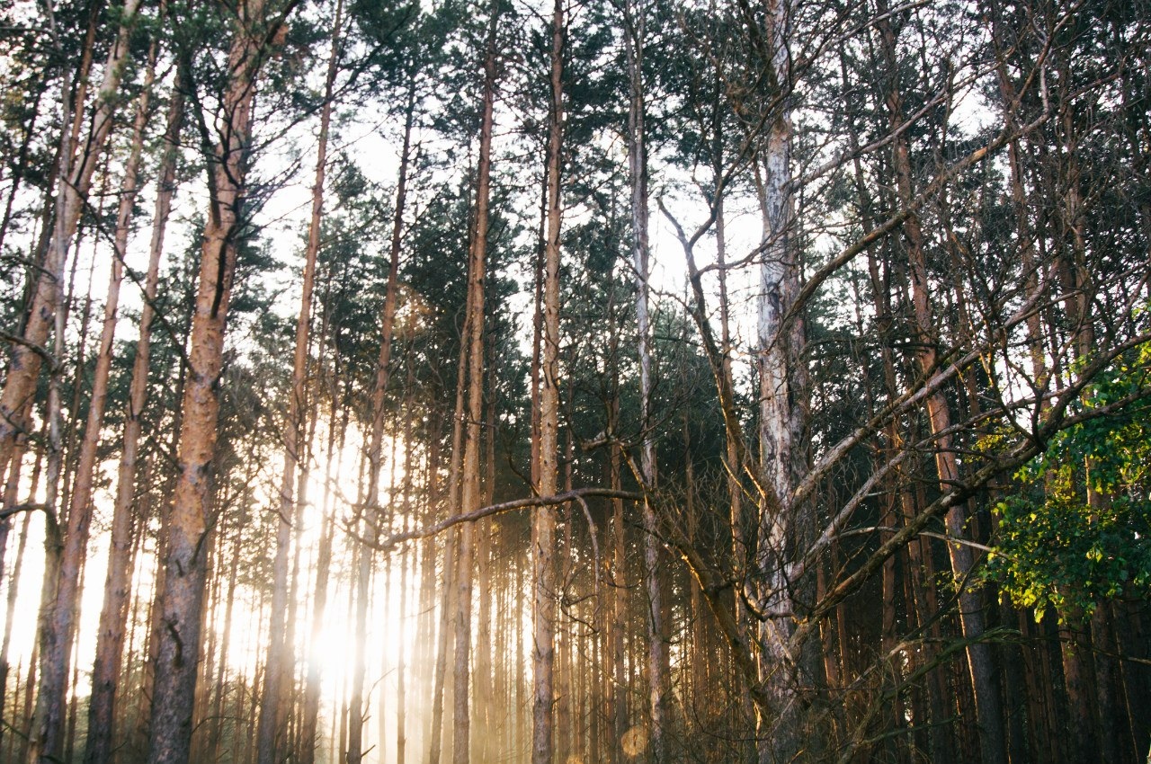 Утренний лес | Фотограф Артур Язубец | foto.by фото.бай