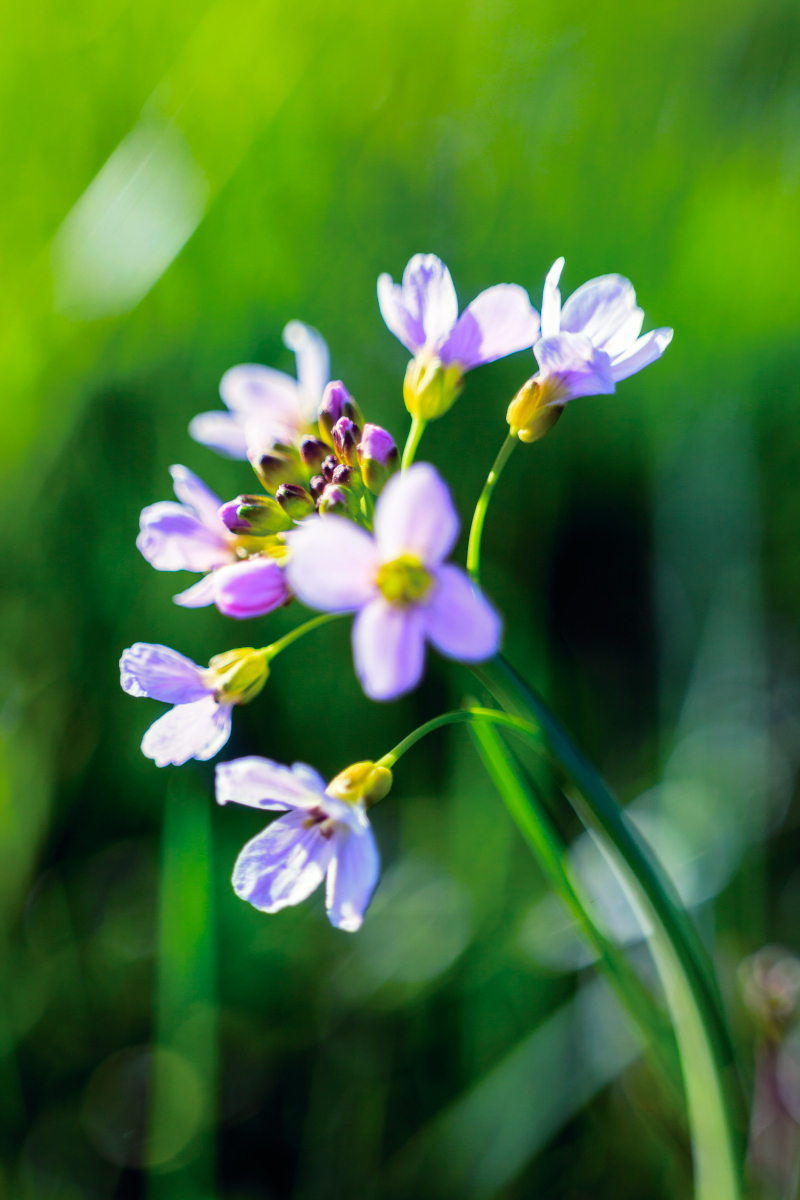 Полевые цветы... | Фотограф Айвар Удрис | foto.by фото.бай