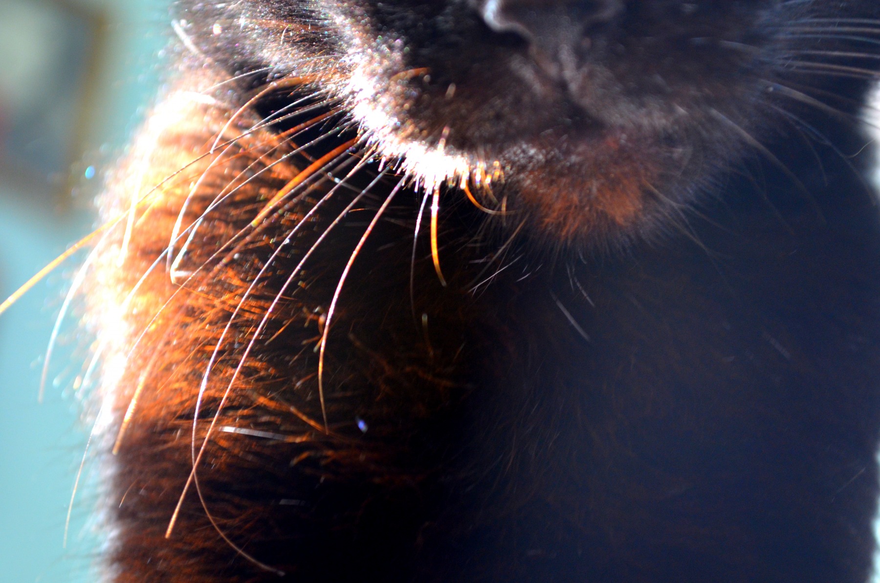 Meow:3 | Фотограф Anastasia Kharitonova | foto.by фото.бай