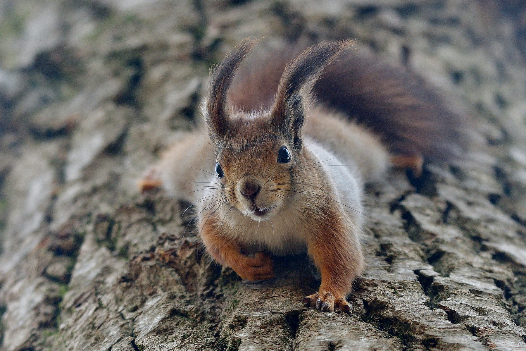 *** | foto.by фото.бай