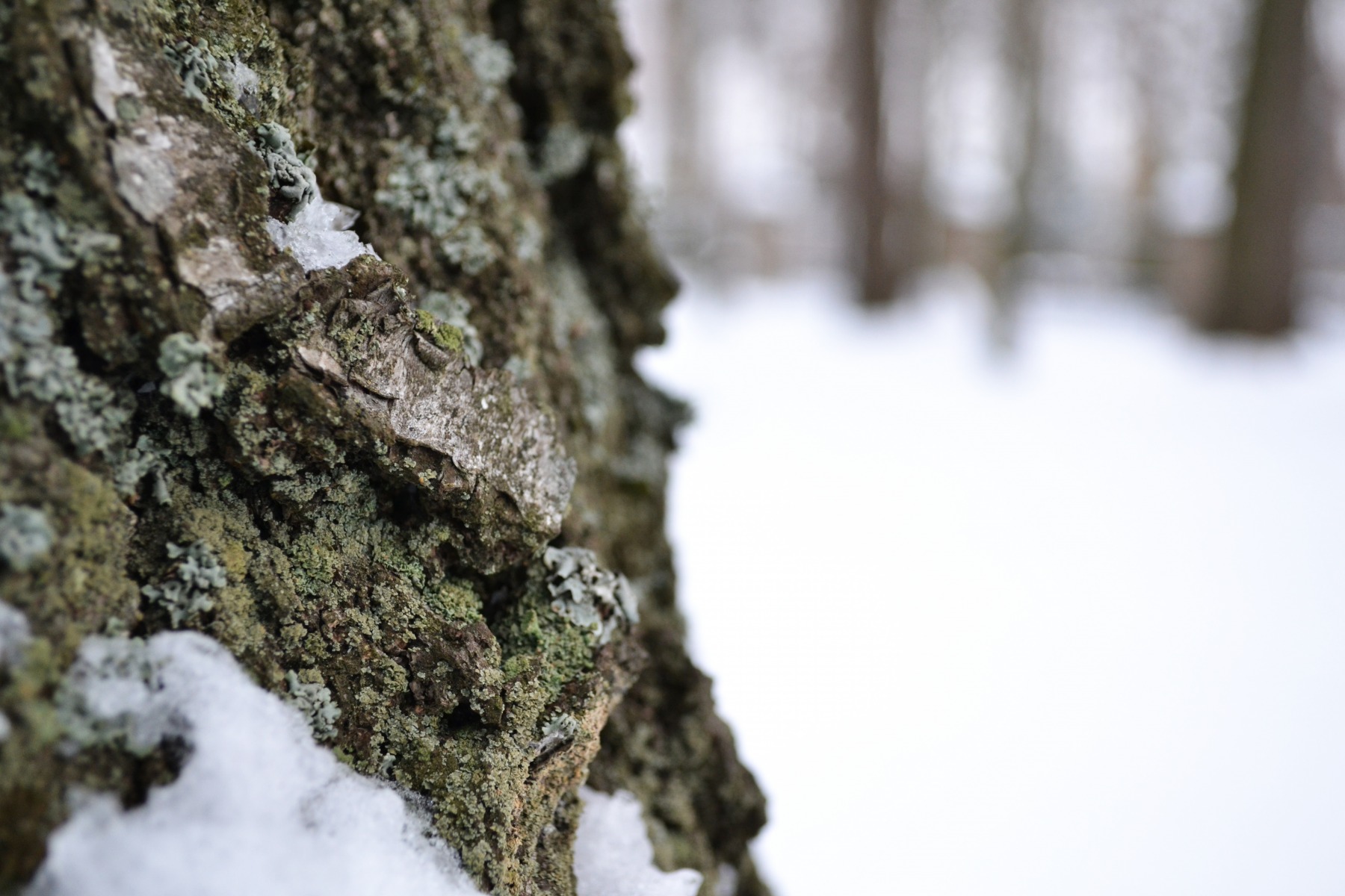 Дерево в снегу | Фотограф Владислав Синкевич | foto.by фото.бай