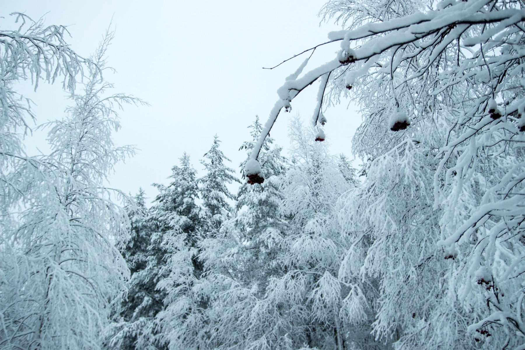 Рябина под снегом... | Фотограф Константин Konstanto | foto.by фото.бай