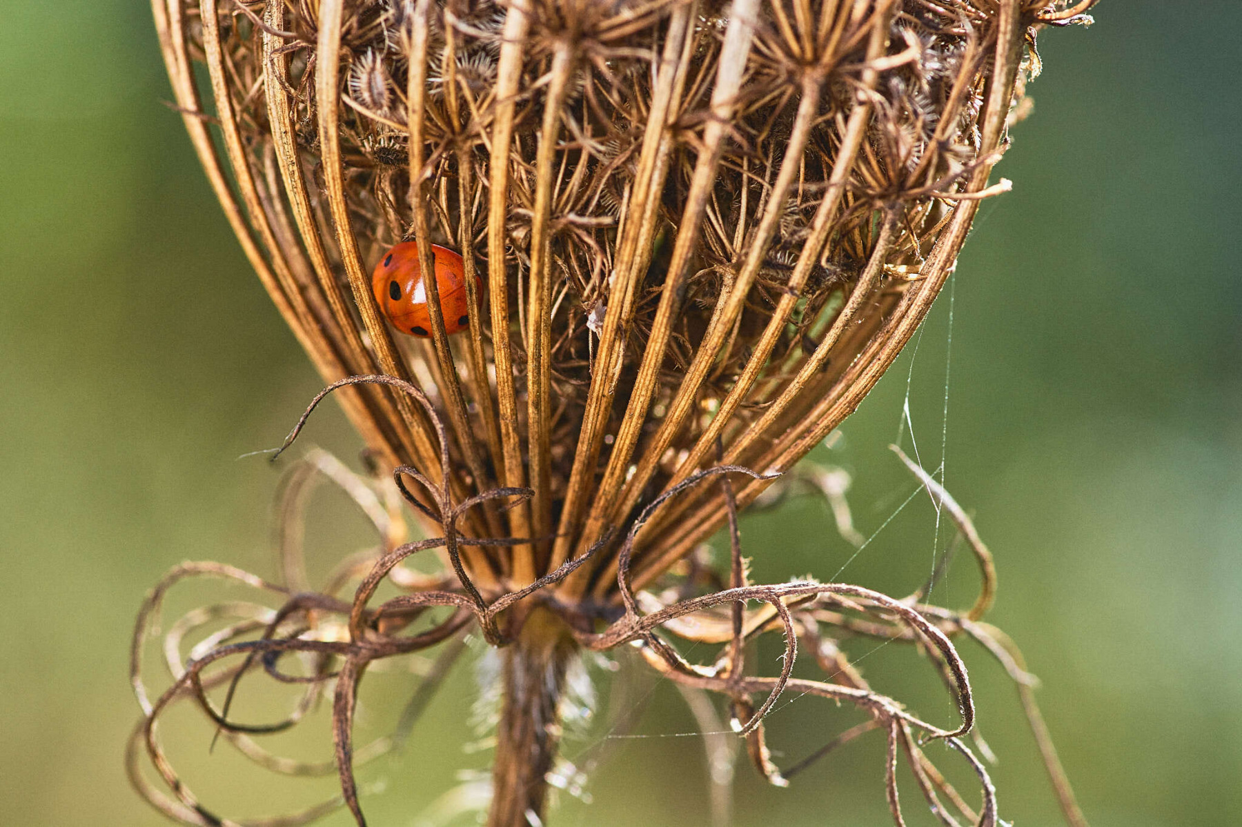 ladybug | Фотограф Зміцер Пахоменка | foto.by фото.бай