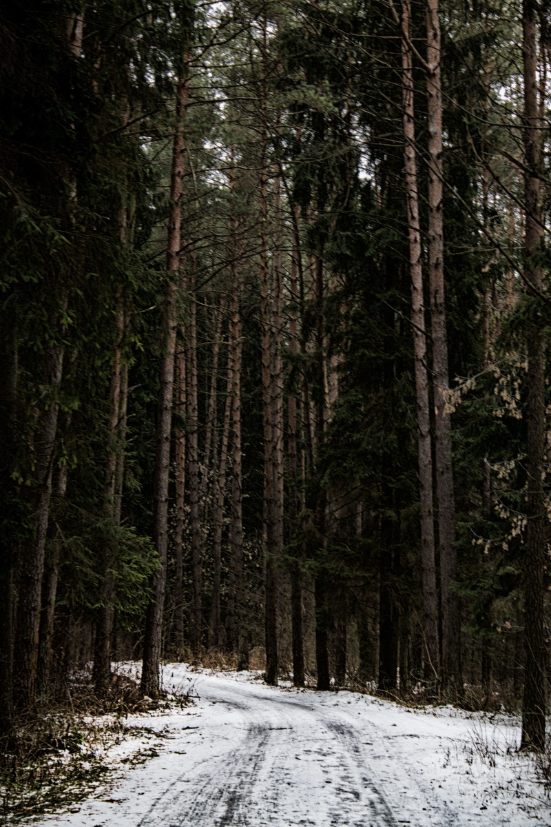 Дорога в зимнюю страну | Фотограф Дарья Коваленко | foto.by фото.бай