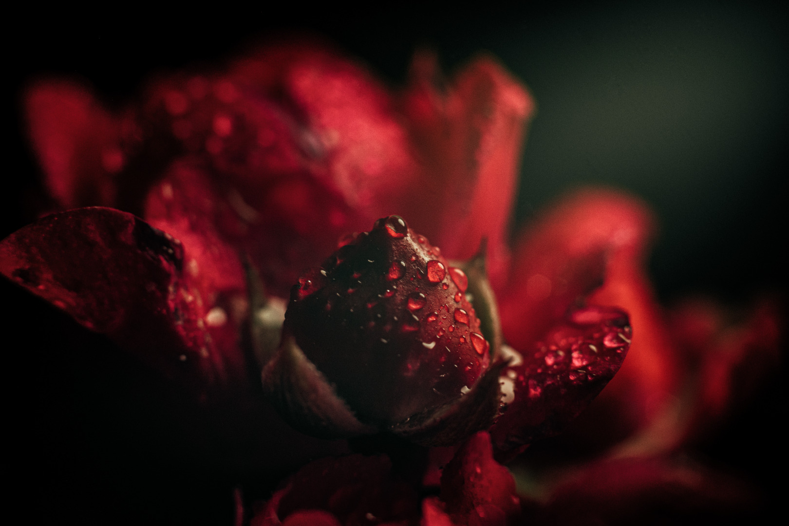 Фотограф Мария Войтик, фотография от 24.12.2025