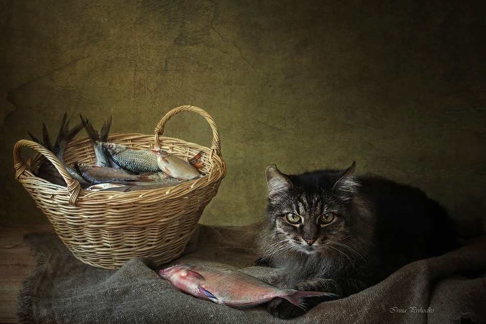 Кот рыболов | Фотограф Ирина Приходько | foto.by фото.бай