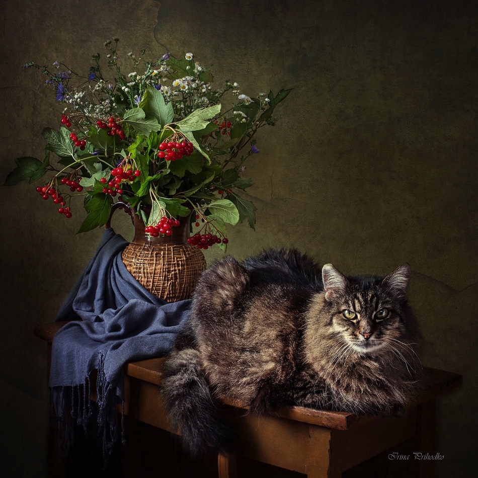И у котов бывает бабье лето | Фотограф Ирина Приходько | foto.by фото.бай